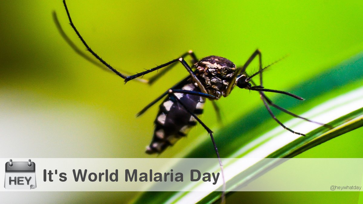 It's World Malaria Day! 
#WorldMalariaDay #MalariaDay #Blood