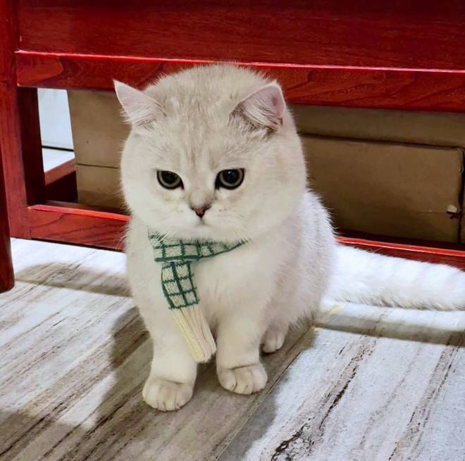 Maybe you have troubles too #cats #trouble