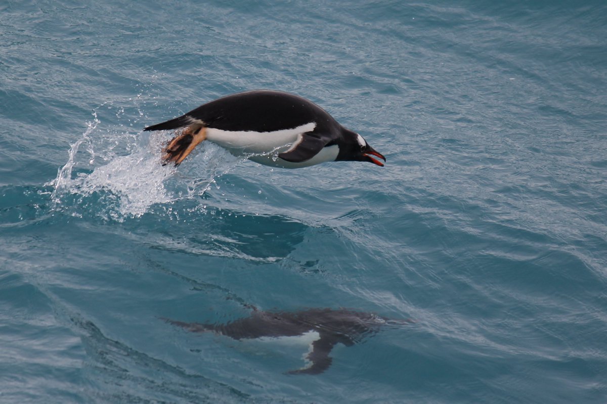 steffstefferson's tweet photo. #happypenguinday https://t.co/oWB62J1YSM