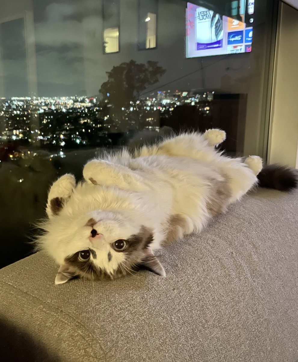 Why you should have a cat tweet media