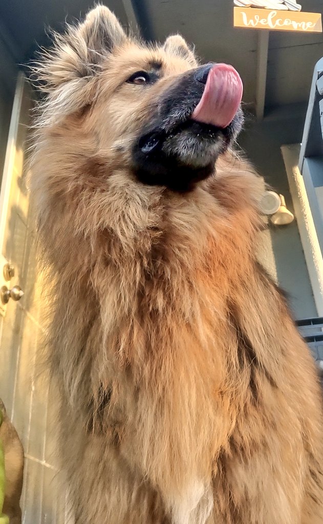 Good morning everyone, from Apollo ❤️🐾 Happy #TOT #ToungeOutTuesday