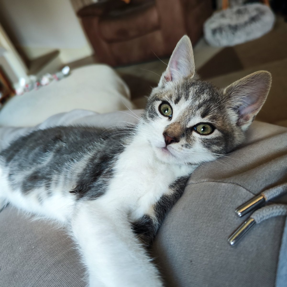 RJSissons's tweet photo. @Foster_Fluff Goose says "Enjoy your forever home" I do. #CatsOfTwitter #kittens #cute https://t.co/v1aC65dRVz