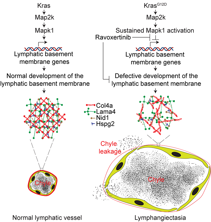 @CircRes Review Alert! #Lymphatic System in Organ Development, Function, and #Regeneration. Learn more at ahajournals.org/doi/10.1161/CI… @pjharish @trivedilab