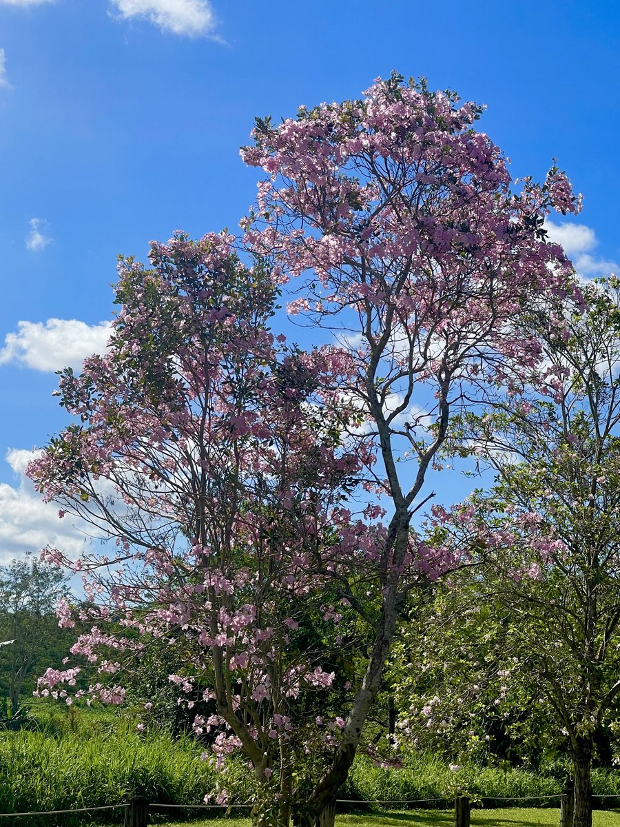 epintadorm's tweet photo. Today walking with nature #pinkoak #morningwalk #therapytime #havingfun #spring https://t.co/PmUVuVmUBS