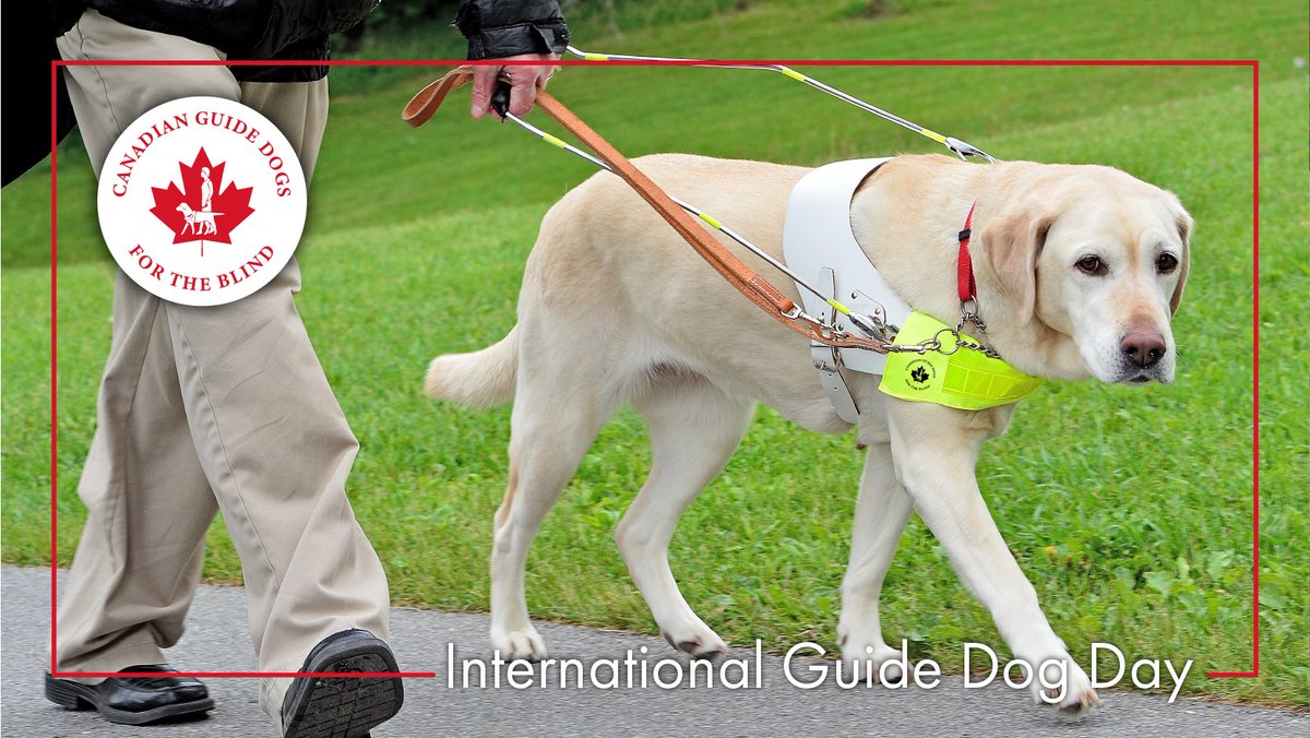 Canadian Guide Dogs for the Blind tweet media