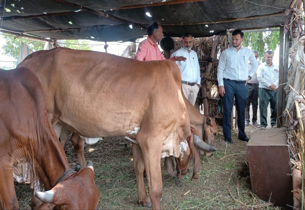 CollectorAmr's tweet photo. વડીયા તાલુકાના પ્રાકૃતિક કૃષિ કરતા ખેડૂતશ્રી સંજયભાઈ ઢોલરીયાને પ્રોત્સાહિત કરવા તેમના ખેતરની રૂબરૂ મુલાકાત લેવામાં આવેલ તેમજ વધુમાં વધુમાં ખેડૂતો પ્રાકૃતિક કૃષિ કરતા થાય તે ઉમદા હેતુને સાર્થક કરવા કૃષિ વિશેષજ્ઞશ્રી દ્વારા માર્ગદર્શન આપવામાં આવેલ.
@CMOGuj  @InfoGujarat @ADevvrat https://t.co/3pz4o5gfLg