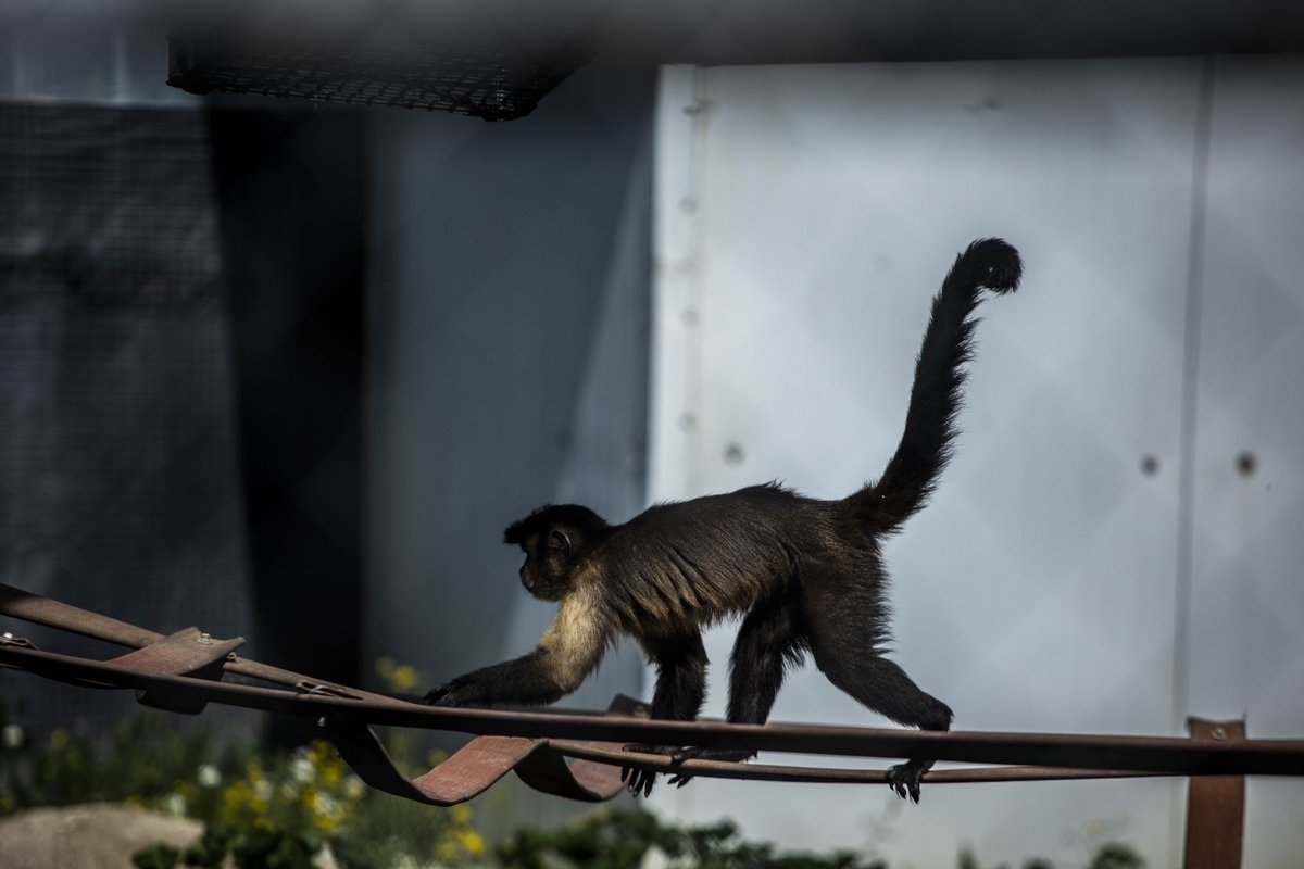 Hoy hemos visitado el magnífico centro de rehabilitación de primates <a href="/CentroRainfer/">Rainfer</a> gracias a la gentileza de su directora Marta Bustelo. Todas las administraciones tienen que ayudar y facilitar la tarea de las ONG que cuidan de animales abandonados y maltratados como estos.