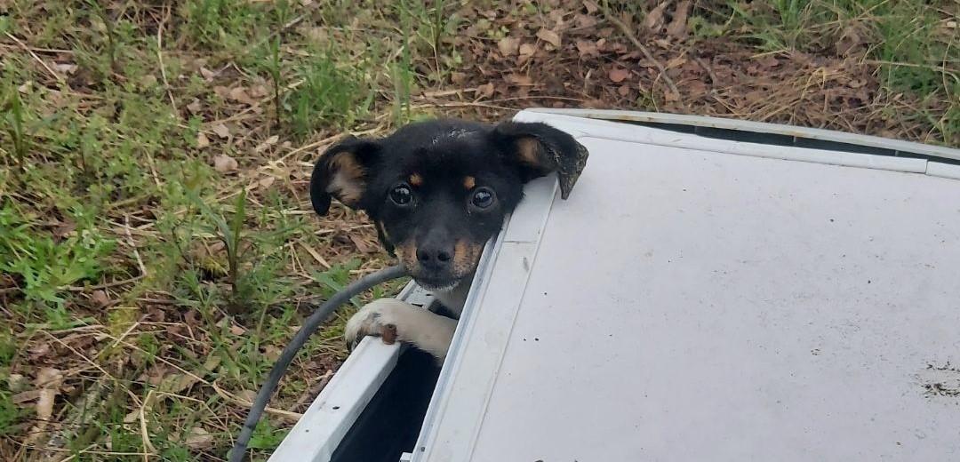 RoyalNavvy's tweet photo. Policja szuka właściciela, który  zamknął tego oto pieska w pralce, po czym wyrzucił ją w lesie. Spacerującą kobieta usłyszała go i uratowała.

Piesek jest wychudzony i odwodniony, ale na szczęście już bezpieczny. https://t.co/WB80r82sqL