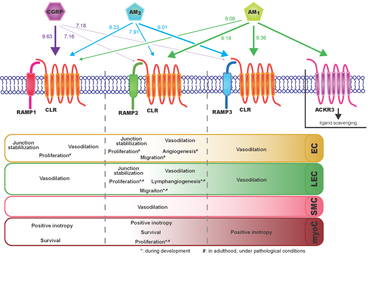@CircRes Review Alert! Clinical Potential of #Adrenomedullin Signaling in the #Cardiovascular System. Learn more at ahajournals.org/doi/10.1161/CI… @maneynelson