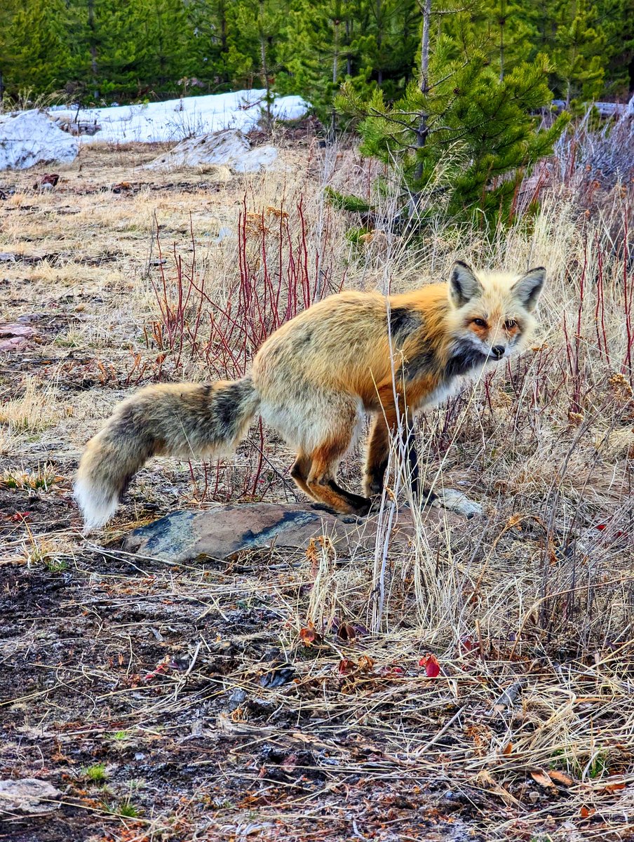 StrataGeoData's tweet image. The wildlife here is so ... Majestic! #foxes @AME_BC this is my official photo contest entry for this year ... #fox #nature #whenyougotogo #exploration