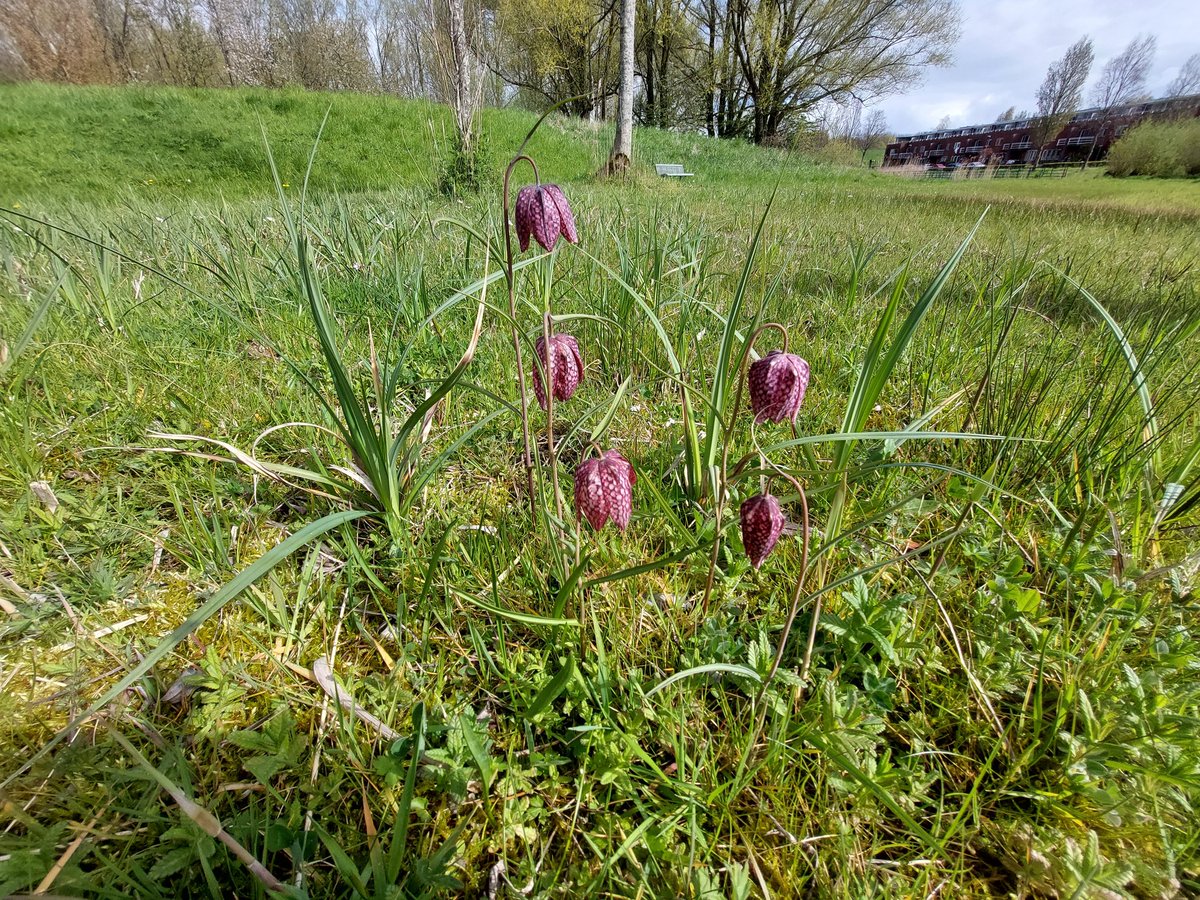 ecoloog079 tweet media