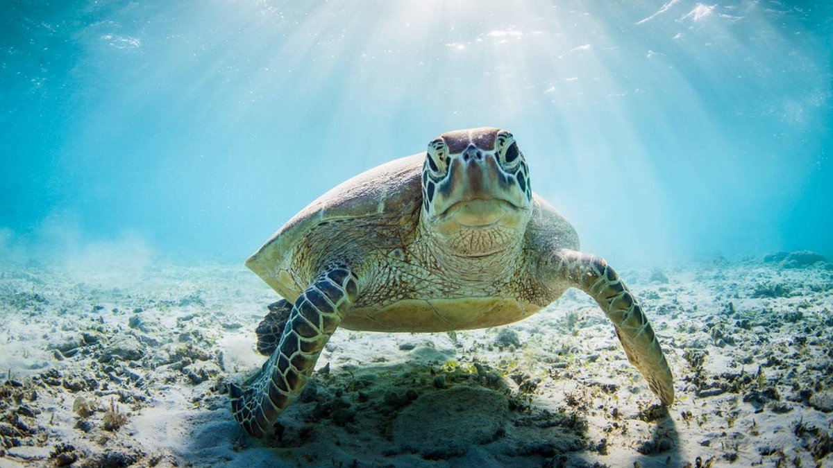 1055TheDove's tweet photo. Just wins at home for the Rays, and how to protect sea turtles during nesting season in the Dove Daily Update https://t.co/0aSS11mxOI
#DoveDailyUpdate #TampaBayRays #seaturtles #PSTA #hurricaneseason2023 #drought #flaquarium https://t.co/fbs9uKdp1H