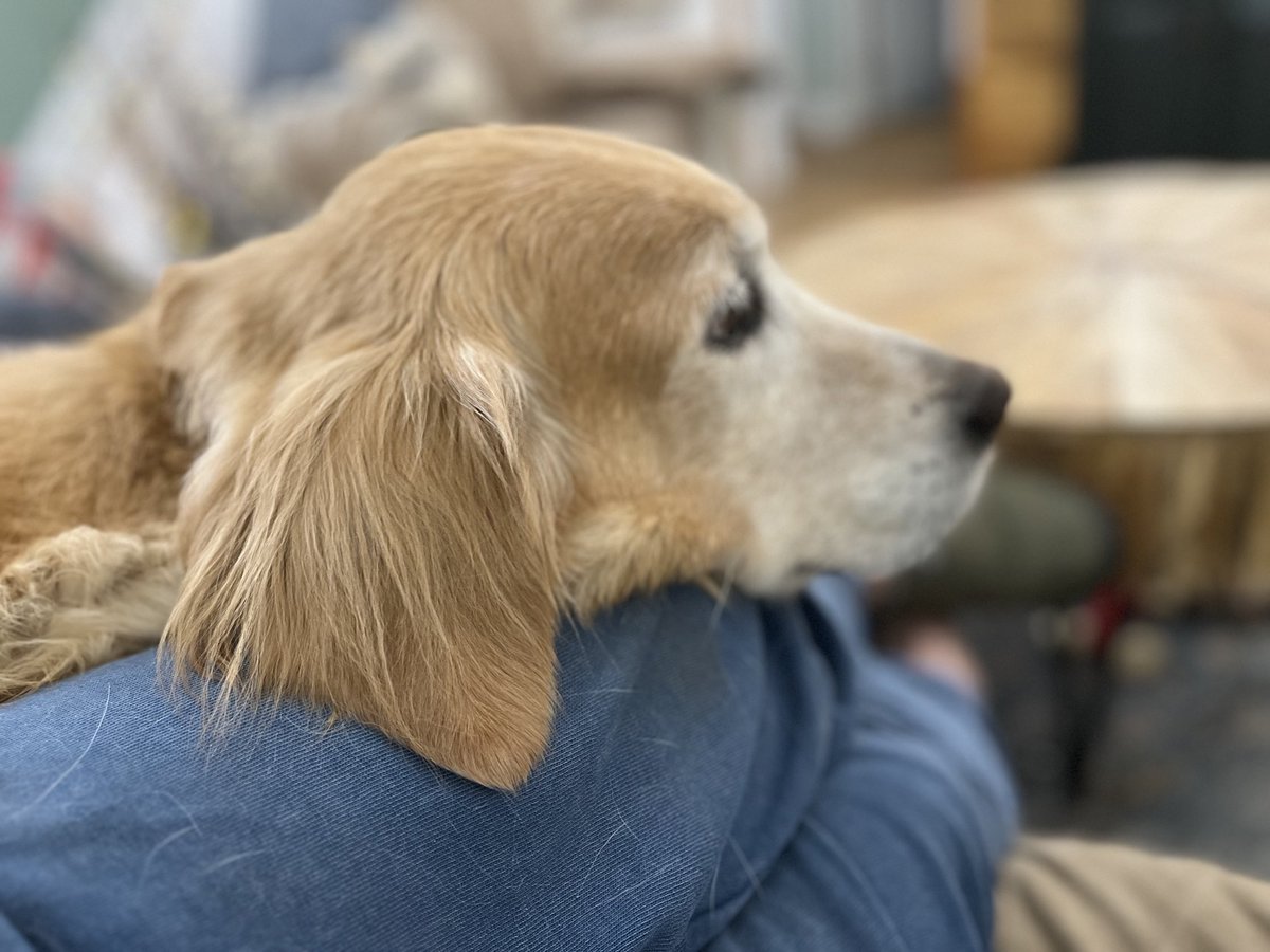 peggyfrezon's tweet photo. Sophie is a lap dog. #goldenretriever #Dogs, #DogsOfTwitter #RescueDog #MillDog #SeniorDog #BrooksHaven https://t.co/PHsPBqa9eY