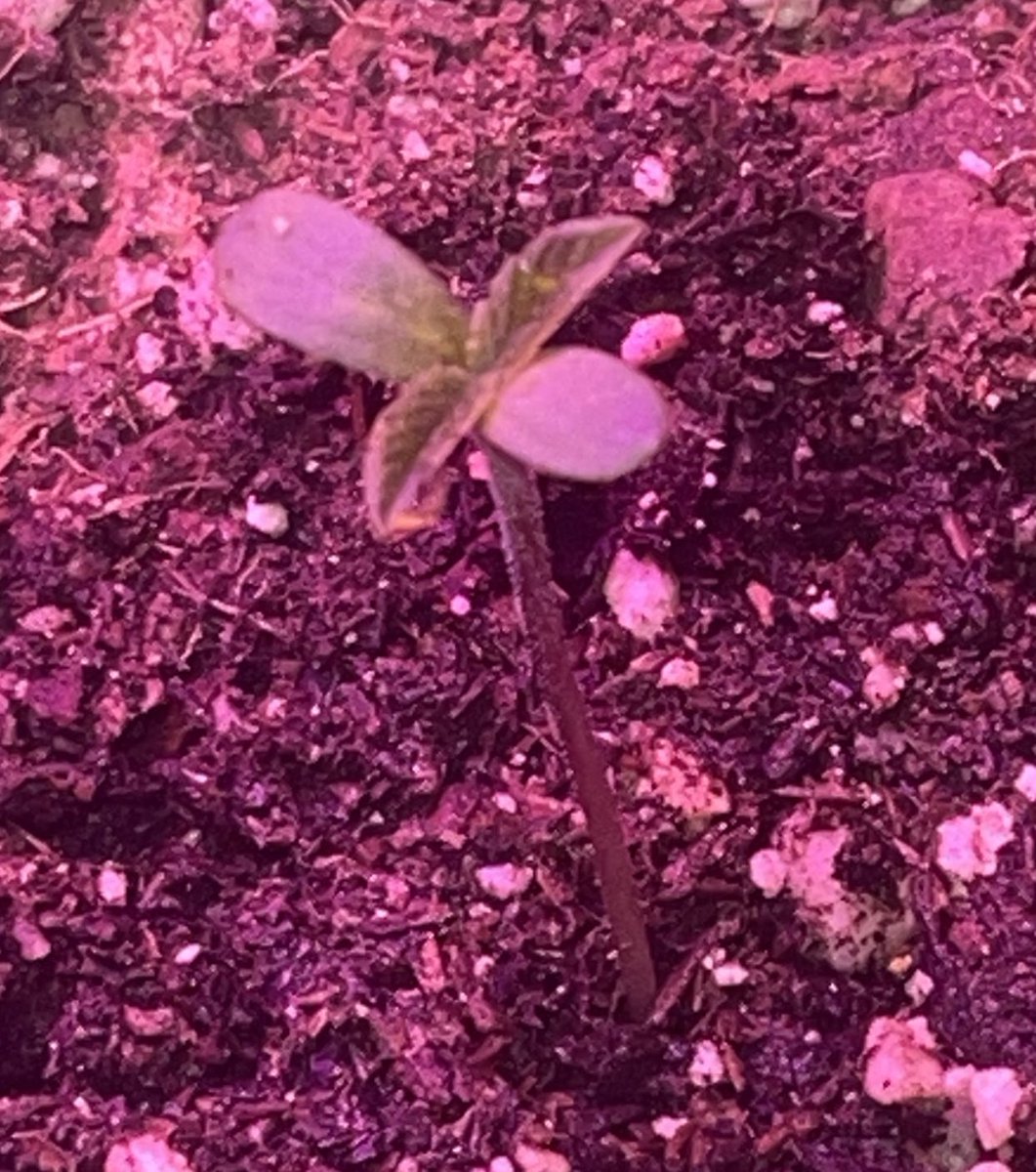 MamaGrass420's tweet photo. From seed to seedling in 3 days. Some Baby beasts from the California OG himself @CaliOG_NFT #CaliforniaOG #SheGrows #WomenThatGrow #FemaleFarmer #FemaleGrower #Marijuana #Cannabis #MamaGrass420 #Farmer #cannabiscommunity #CannabisCulture #CannabisHealsMedicineKills #Mmemberville https://t.co/7WtO8quqt1
