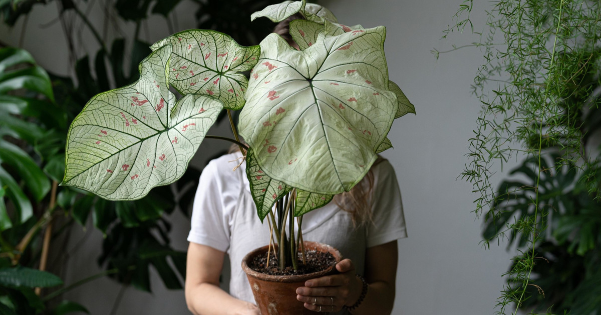 MarieClaire_ru's tweet image. Заводить эти растения дома или в офисе — худшая идея. Узнайте, какие комнатные растения представляют опасность для вас, ваших детей и питомцев.

#домашниерастения #комнатныерастения #растения #растениеводство

vk.cc/cnyhlc