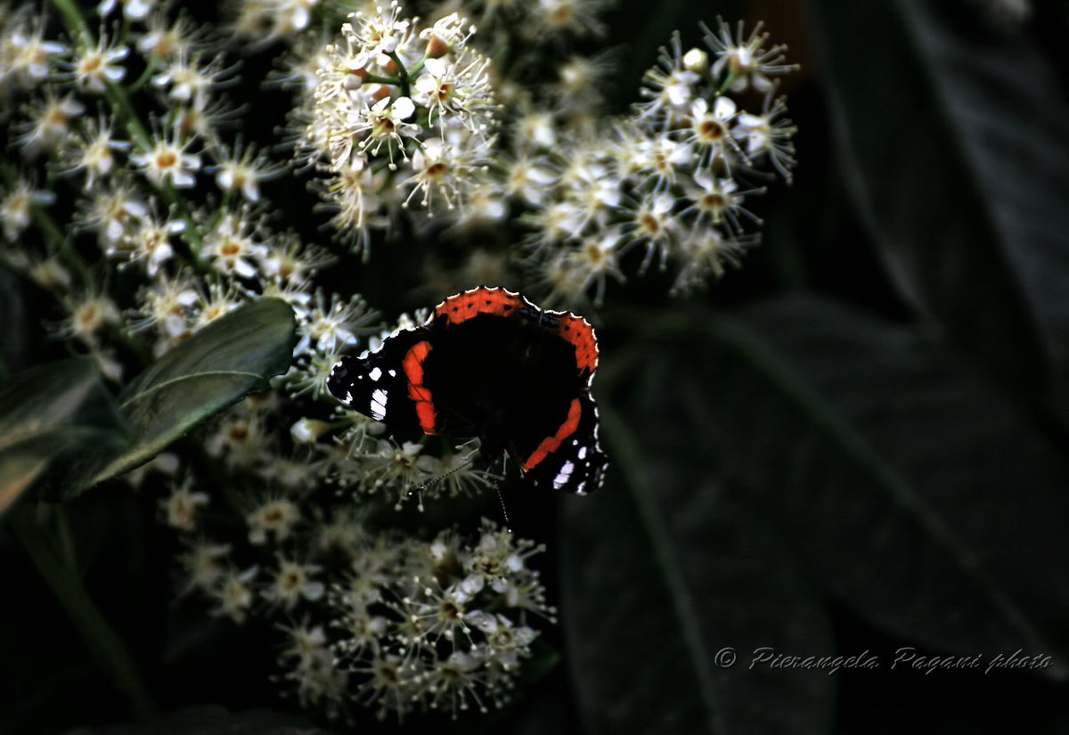 A sorpresa un piccolo temporale Gocce rade,poi fitte, la schiuma sull'asfalto. Minuti dove gli occhi si perdono, la natura,stupisce, capisce, i fiori volevano bere, un bicchierino,non tanto, ma così è stato. Già a due passi il sole sorride. #ScrivoQuelCheSento