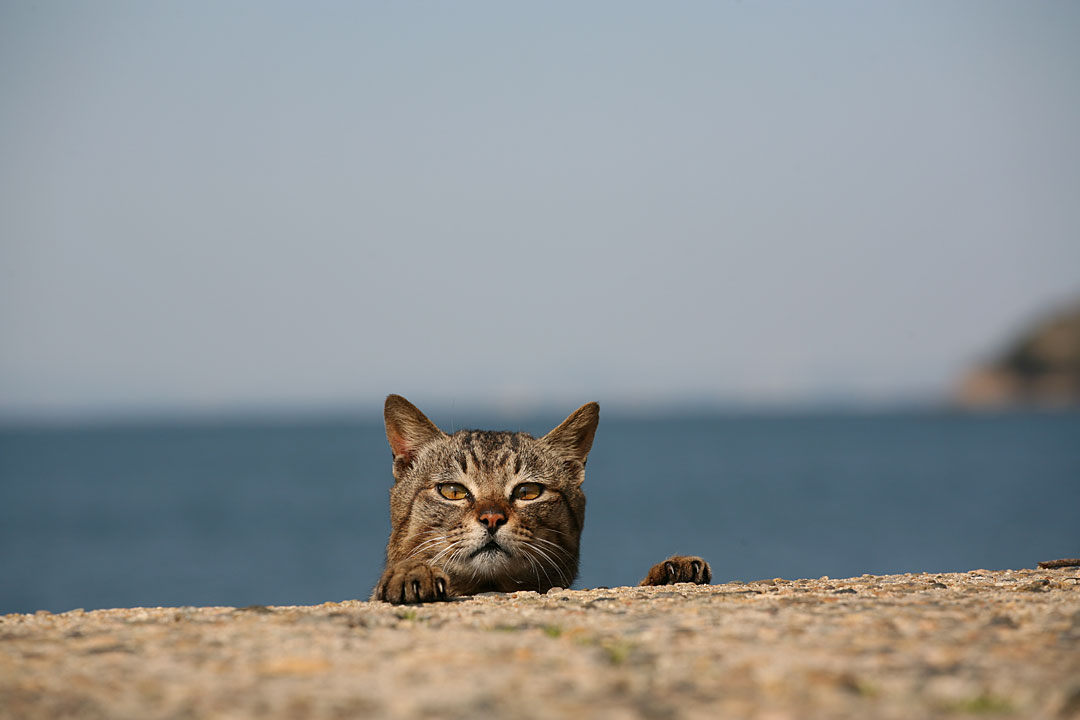 ねこ。