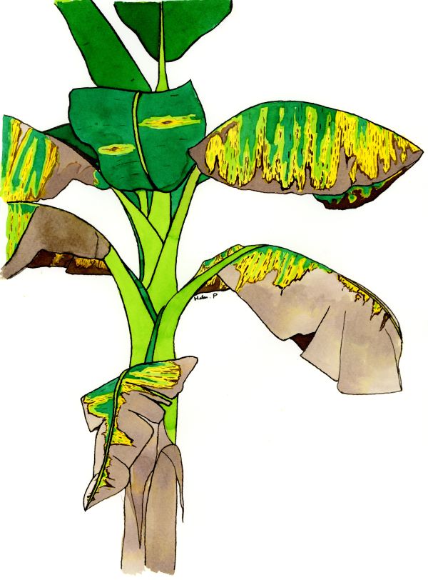 hgpennington's tweet image. A year ago today I painted black sigatoka disease, a leaf-spot of banana caused by Mycosphaerella fijiensis.

hgpenningtonart.com/plantspathogen…