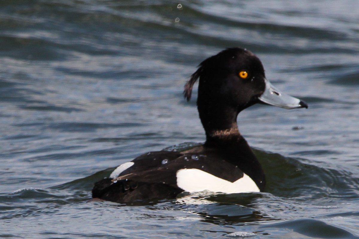 T for Tuesday and for Tufted Duck..... show us some more of your T's #ukbirds #rspb #birding #wildlifetrust #bto