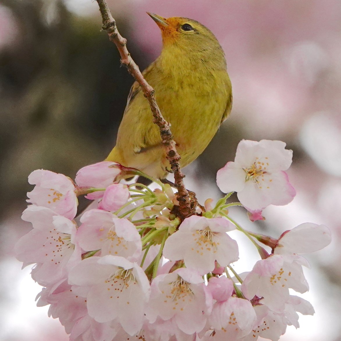 Pollen covered Orange-crowned Warbler. I've never seen an OCWA coated like this before, but it really shows how songbird feathers can trap pollen! A beautiful photo captured by Jamie Simmons in Corvallis, OR.