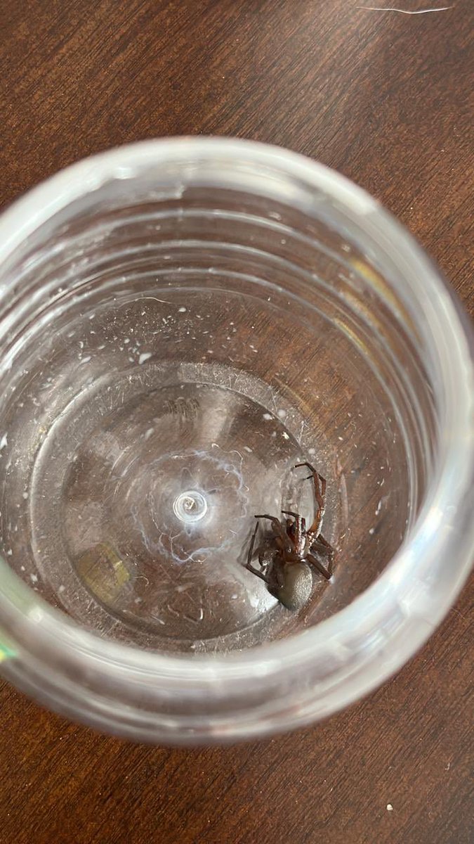Roberto67452185's tweet photo. @Arachno_Cosas hola buen día, porfa me puedes ayudar a identificar esta especie, apareció en mi casa en puebla https://t.co/KodbMRsULS