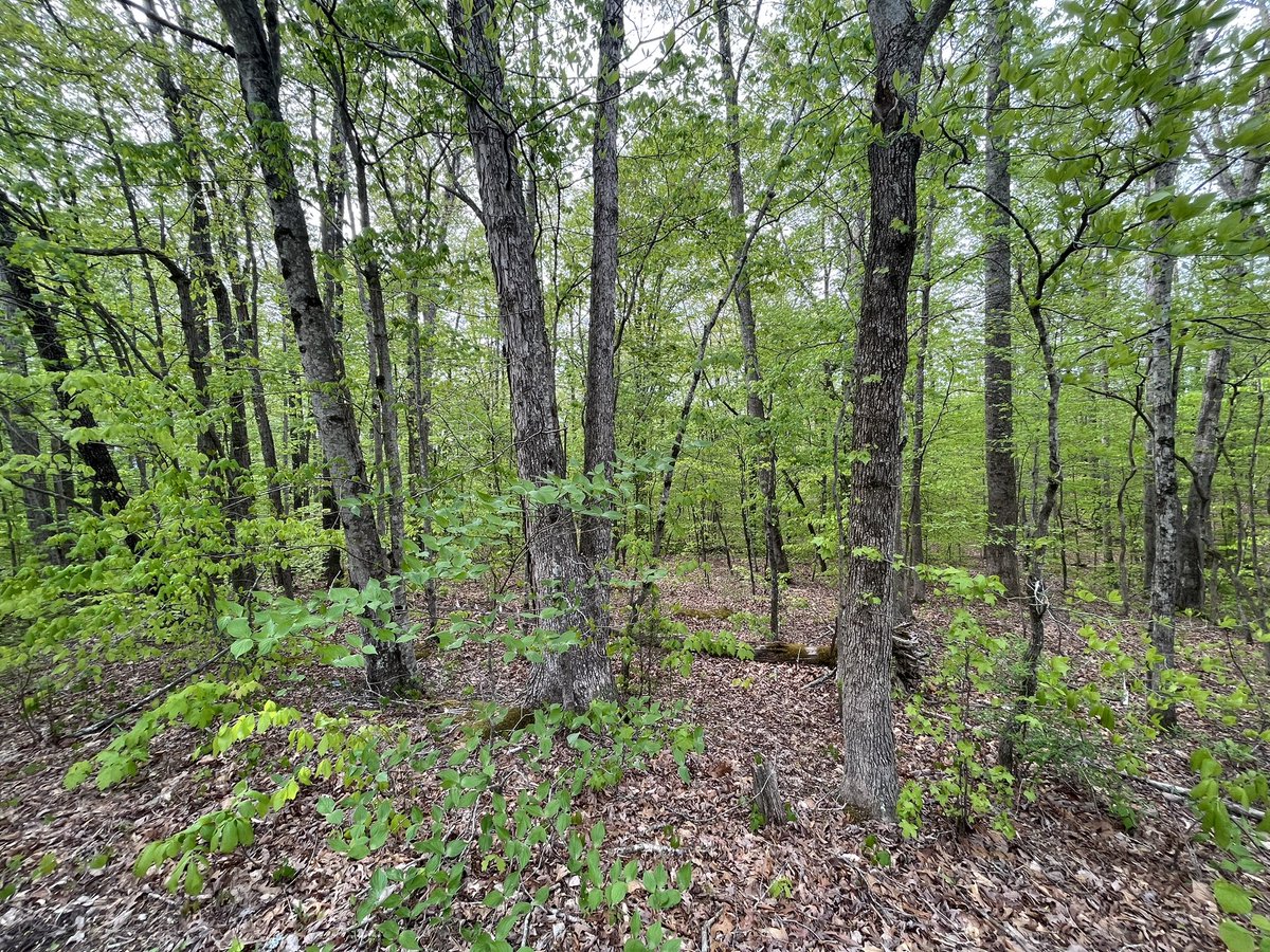 forestservice's tweet photo. Morning! #ForestServiceOnTheGo is visiting a special forest in @USFSRegion8 (Southern) - hints: it had a name change in the 60s, nearly as big as Rhode Island, and the state is fond of all things equestrian & horses! Any guesses…? https://t.co/a0ybuOaA1j