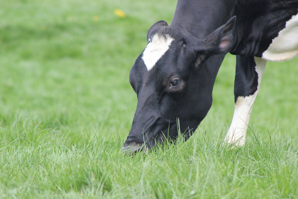 Sinclair McGill’s medium term grass seed mixture, Prosper, is showing its colours as a high yielding and high value grass seed mixture  👍🐄

Read more 👉 bit.ly/42oQcUS