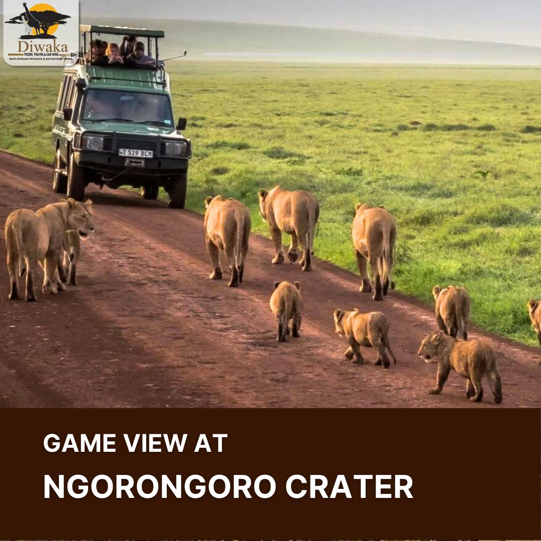 Would like to take a Game Drive across Ngorongoro Crater?
To know more about this Crater visit us @ diwakasafaris.com/ngorongoro-cra… 

FOR BOOKING & ENQUIRIES 👇

📞Call us: +254 20 2685134

🌐diwakasafaris.com

#diwakasafaris #diwakatours #Safari #crater #ngorongorocrater