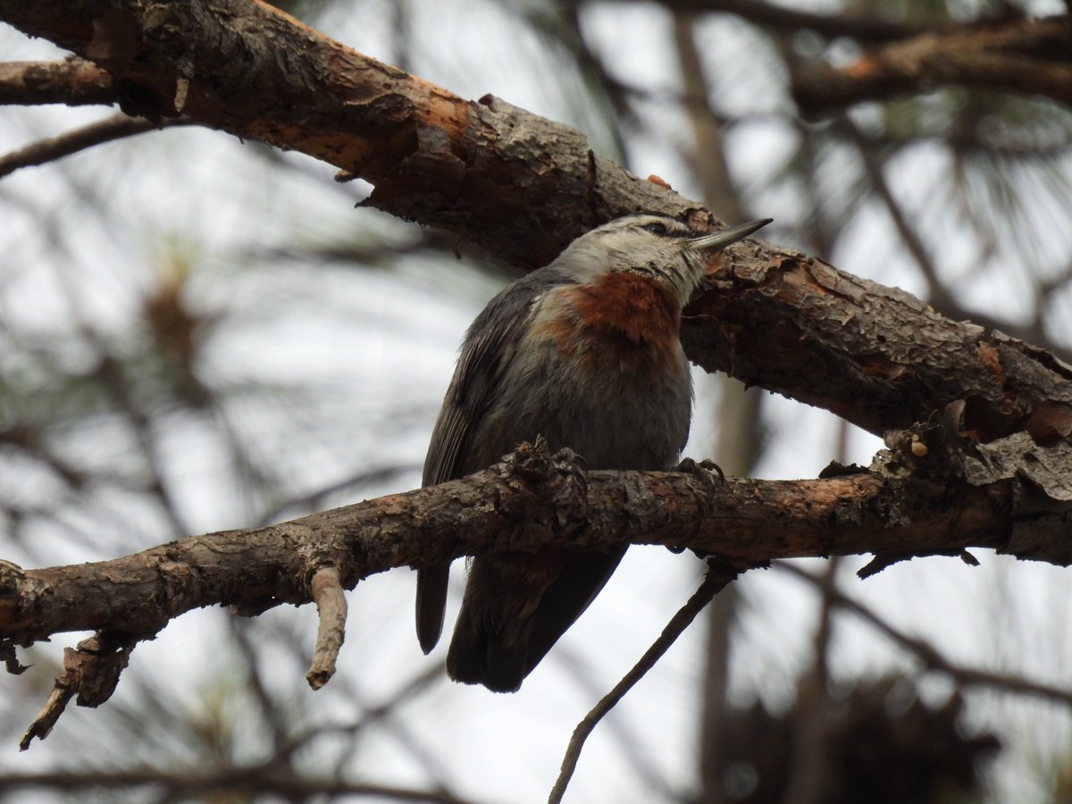 llenswipes's tweet photo. Red-rumped Swallow.  Kruper's Nuthatch https://t.co/mQ677aXxL9