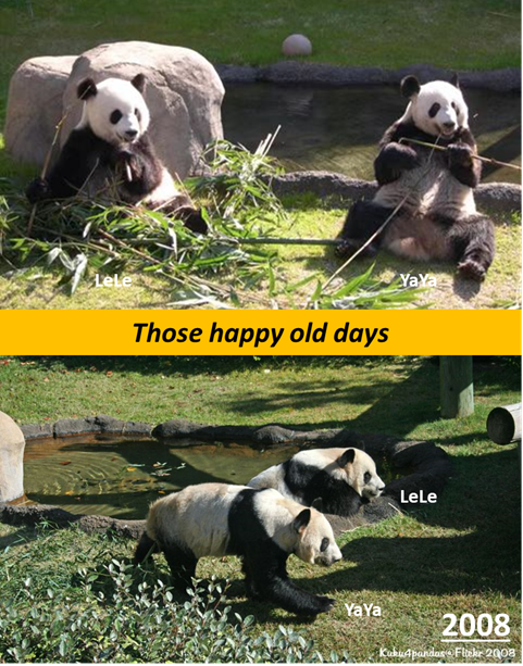 PandaVoicesOrg's tweet photo. 2003, two chubby babies arrived at @MemphisZoo
Growing into senior age, they're neglected n forced to beg for food every day
2023 Feb 1 LeLe died
Today, we heard they'll depart very soon
Wish #LeLe follow YaYa back home
Wish #YaYa realize LeLe's unfinished dream n thrive happily! https://t.co/ZPVobFsy2a