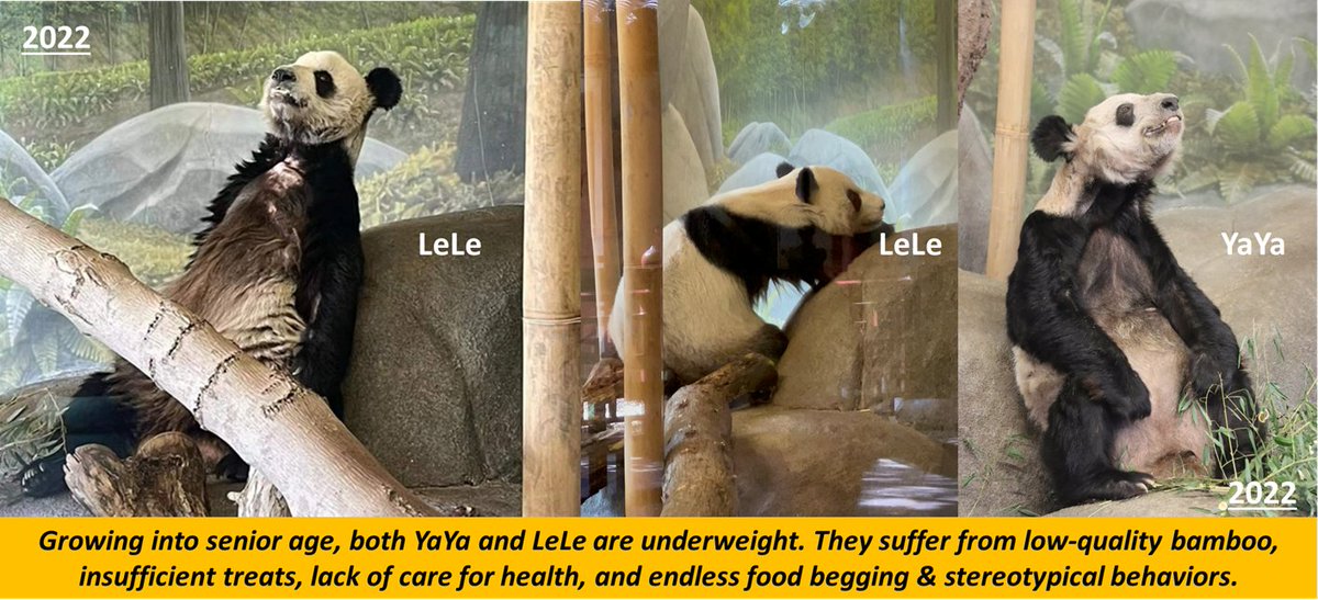 PandaVoicesOrg's tweet photo. 2003, two chubby babies arrived at @MemphisZoo
Growing into senior age, they're neglected n forced to beg for food every day
2023 Feb 1 LeLe died
Today, we heard they'll depart very soon
Wish #LeLe follow YaYa back home
Wish #YaYa realize LeLe's unfinished dream n thrive happily! https://t.co/ZPVobFsy2a