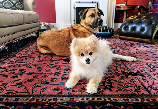 executiverug's tweet photo. #ExecutiveCleanEnidOk

How Do You Get Pet Stains Out of Rug in Enid?

#walltowallcarpetcleaning #persiancarpetcleaning #antiquecarpetcleaning #petodorandstainremoval #waterremoval #structuraldrying #enid #ok

Call:☎️ (580) 234-4777

https://t.co/3JIkomoxJu https://t.co/9MWJRQeqFt