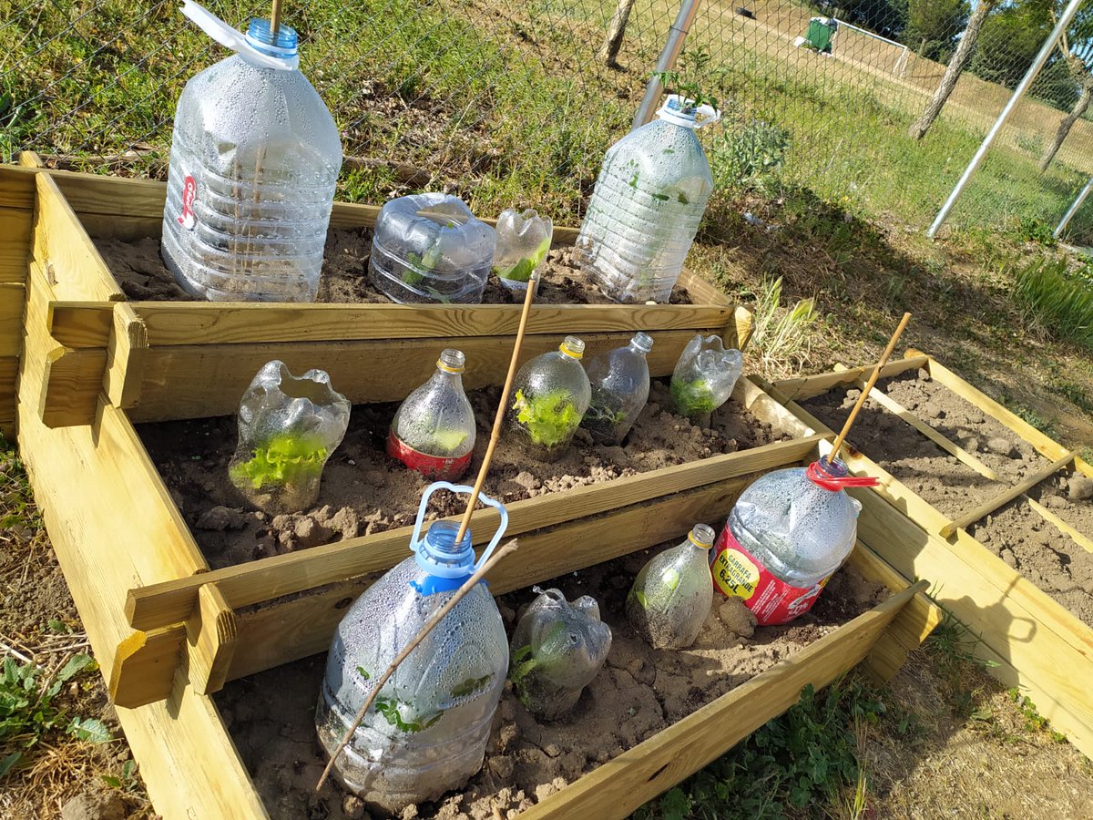 CRAGUARENA's tweet photo. Nuestros #huertosescolares cada día lucen más bonitos y comienzan a dar sus frutos #ProyectoODS #escuelarural #CentrosEducacyl @cfiezamora @future_spain https://t.co/7HDRGRS3FD