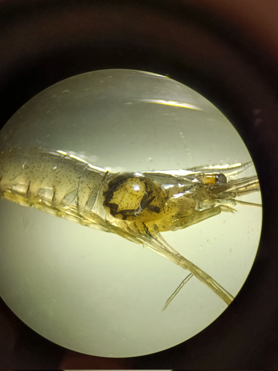 Maarten Vanhove (@mpm_vanhove) on Twitter photo First isopod of the BioBlitz! Probopyrus pandalicola (Bopyridae) infecting the grass shrimp Palaemonetes pugio. <a href="/BiTE_UHasselt/">BiTElab</a> <a href="/CMK_Uhasselt/">CMK UHasselt</a> <a href="/uhasselt/">Universiteit Hasselt</a> <a href="/OregonState/">Oregon State University</a> <a href="/CofCBiology/">CofC Biology</a> <a href="/CofC/">College of Charleston</a> First isopod of the BioBlitz! Probopyrus pandalicola (Bopyridae) infecting the grass shrimp Palaemonetes pugio. <a href="/BiTE_UHasselt/">BiTElab</a> <a href="/CMK_Uhasselt/">CMK UHasselt</a> <a href="/uhasselt/">Universiteit Hasselt</a> <a href="/OregonState/">Oregon State University</a> <a href="/CofCBiology/">CofC Biology</a> <a href="/CofC/">College of Charleston</a>