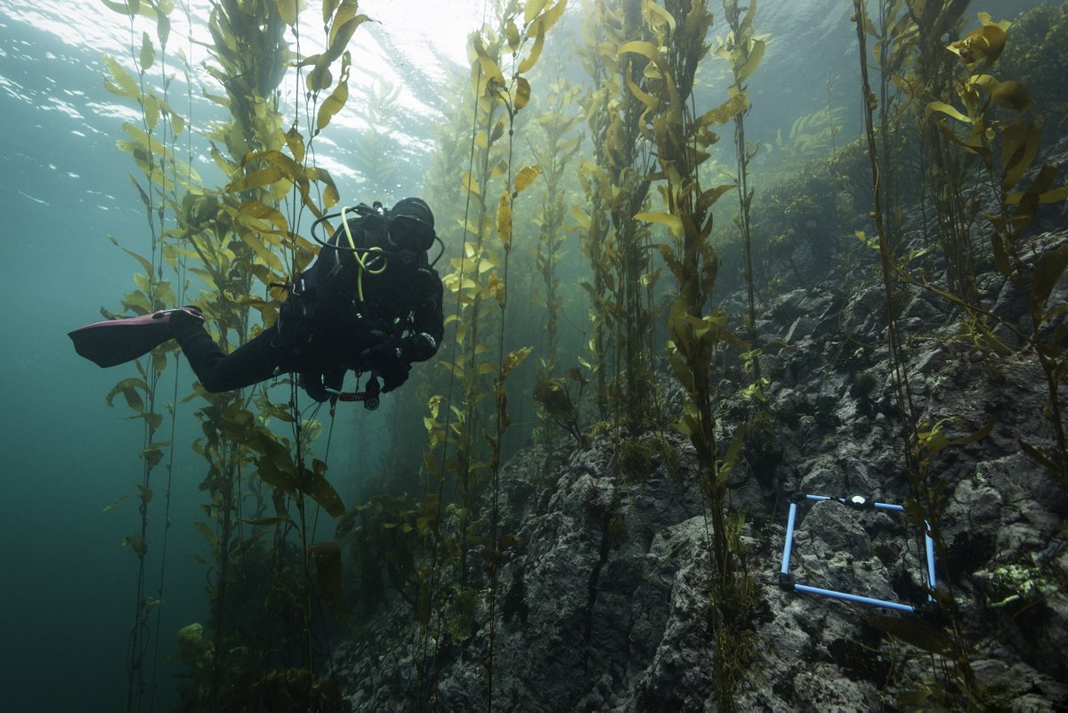 RewildingChile's tweet photo. La ciencia lo dice: ¡los bosques de macroalgas aportan un gran valor ecológico y económico! Un nuevo informe publicado en la revista @Nature  Communications estudió seis tipos de macroalgas en el planeta, revelando que aquellos extensos a lo largo de las costas... (1/4) https://t.co/GJX30n1rx7