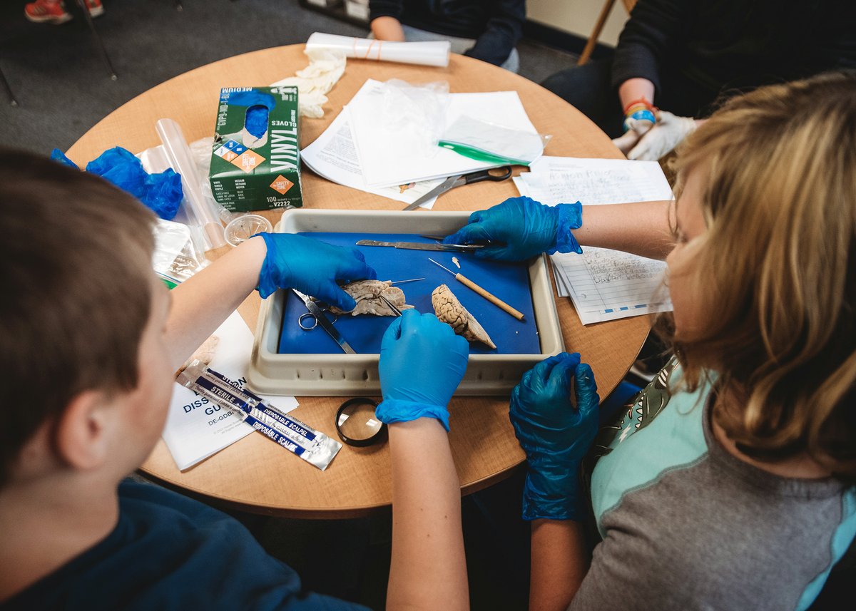 HiltonCSD's tweet photo. QE 6th graders have been working on their PYP Exhibition projects. Here, students study the Pacific Garbage Patch, learn about access to clean drinking water &amp; dissect a mammal brain comparing it to changes in a brain with dementia. Impressive! https://t.co/9mLkPHp4vv