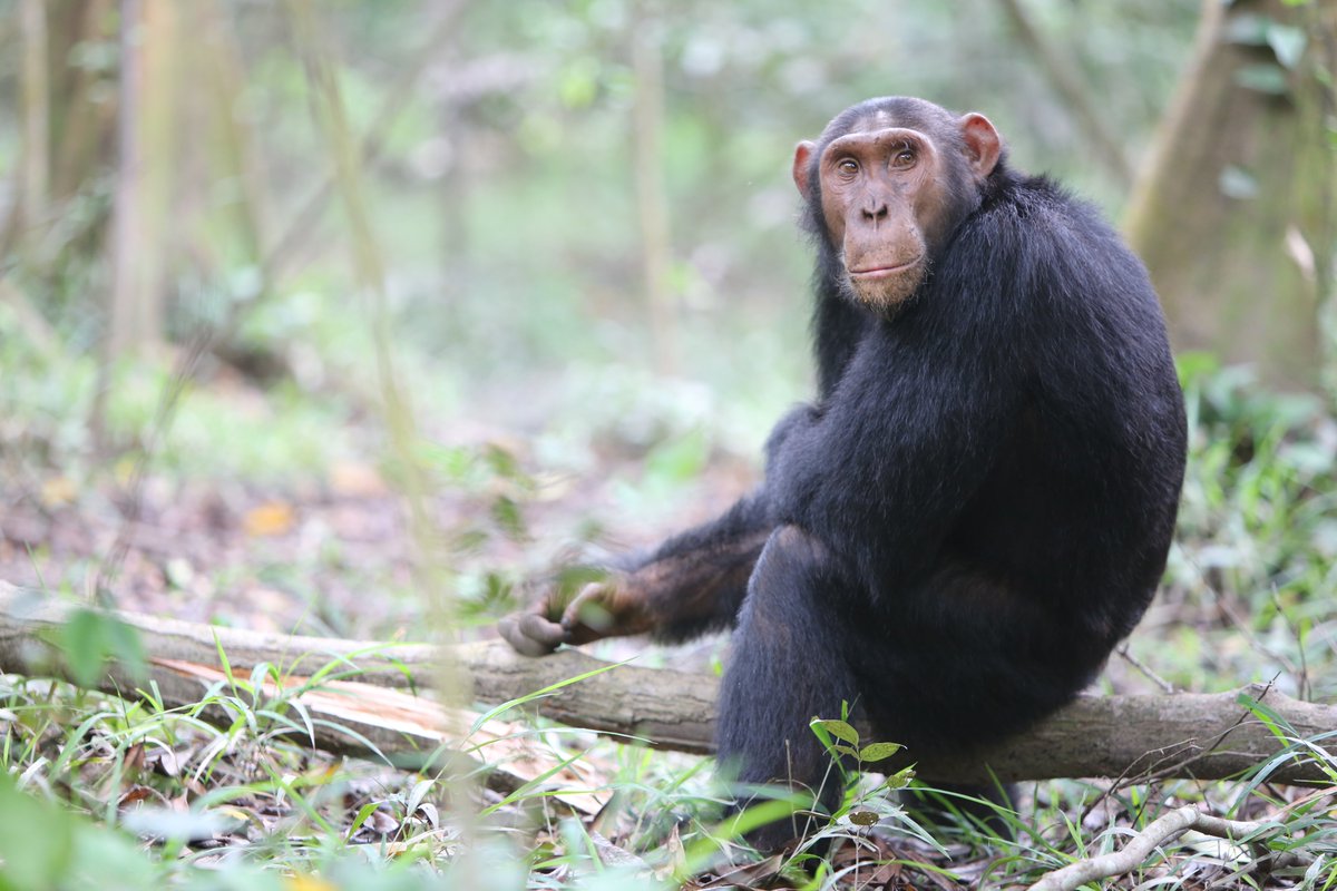 Wondering where to go  for a chimpanzee trekking experience like no other! Uganda is the answer.
#chimptrekking #kibalenationalpark #kyamburagorge #offroadugandasafaris
Contact us today! WhatsApp: +256752104259 Email: info@offroad-safaris.com