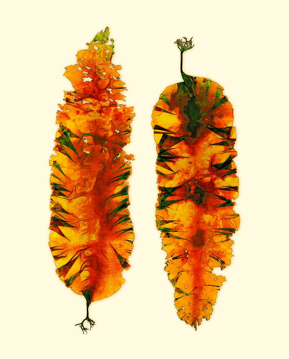 Maine_Sea_Grant's tweet photo. April’s #SeaweedSpotlight is Sugar Kelp, a common species in Maine.  

Looking for more ways to celebrate #SeaweedWeek?  
Check out https://t.co/WjN8Qw0bN7 for events!  

Want to know more about the artist behind our #SeaweedSpotlight series? Read our Q&amp;A: https://t.co/2ZOhXMnWko https://t.co/GjHFMc4tY7