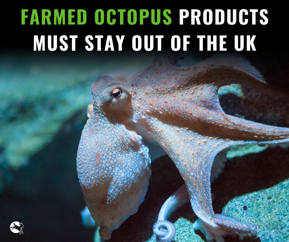 Octopus farming must be stopped! 🐙✋

27 organisations have joined us to call on <a href="/theresecoffey/">Thérèse Coffey</a> to ensure products from octopus farms are not permitted in the UK. 

We need to be ending factory farming - not finding new animals to exploit. 🐙 

Read more: bit.ly/41udgR3