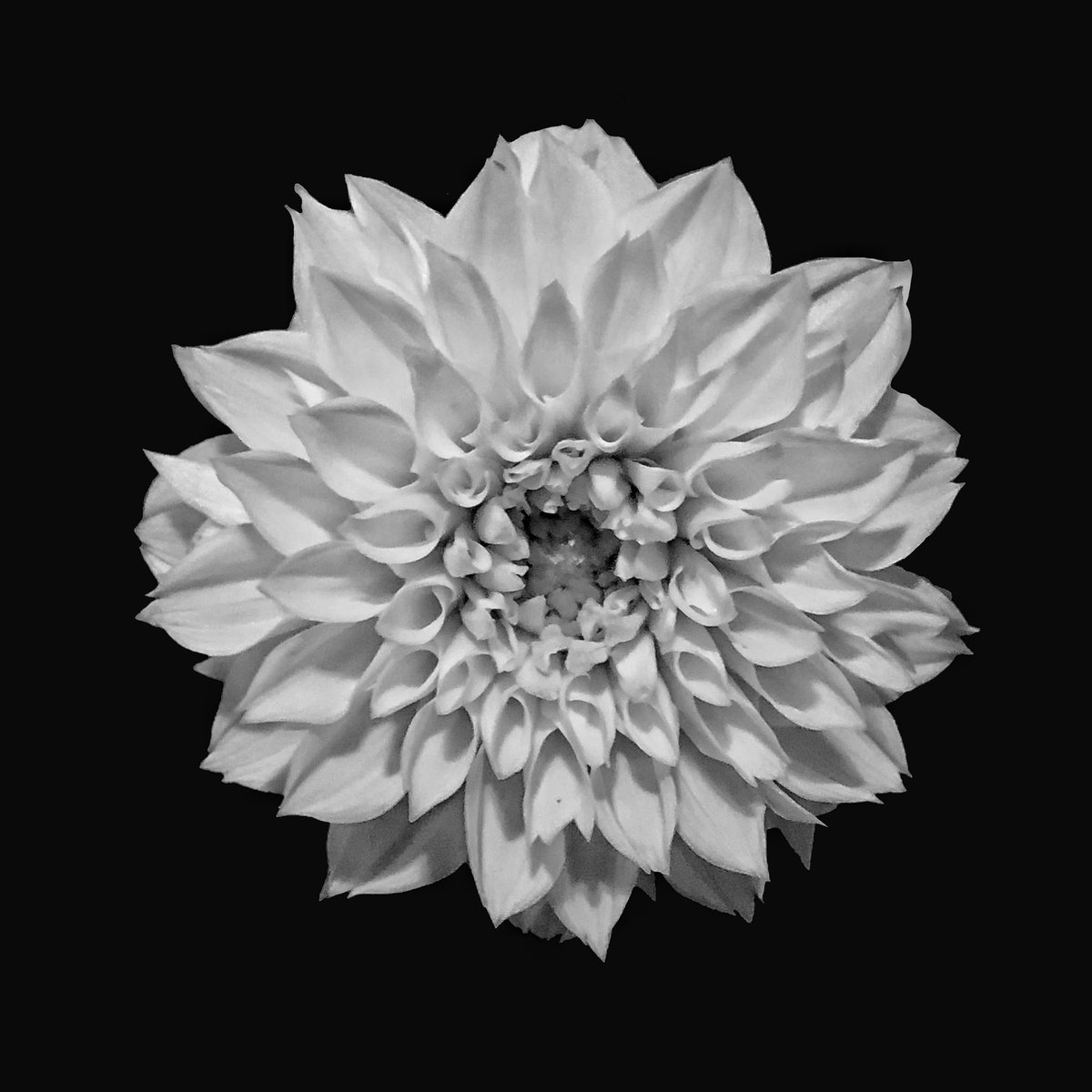 A flower at Lowe’s