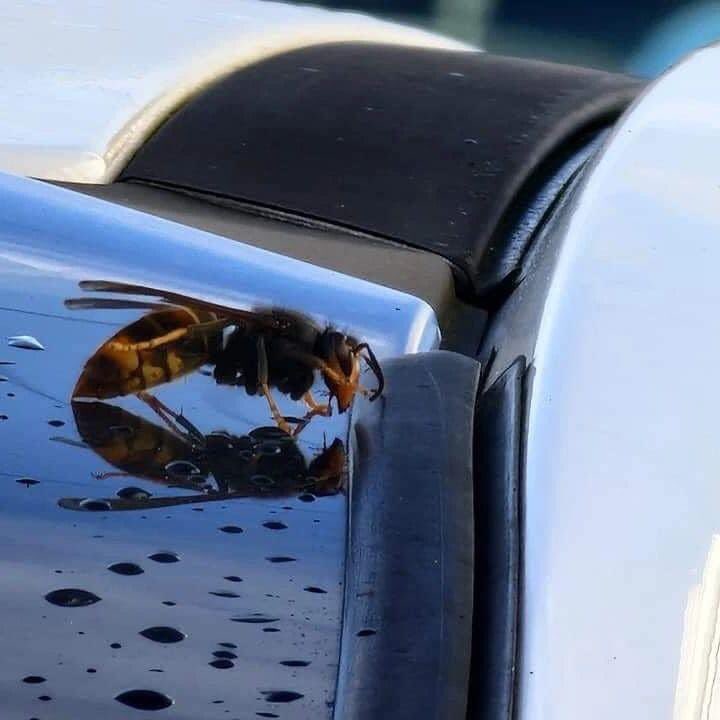 Dr Rachel Claire Morris 🏴󠁧󠁢󠁷󠁬󠁳󠁿🇨🇦🇪🇺 tweet media