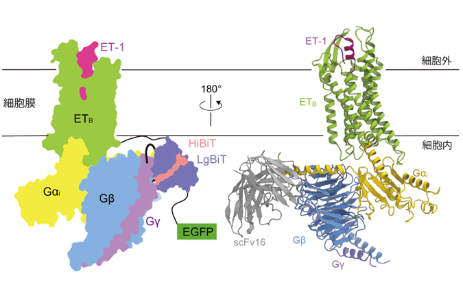 東京大学大学院理学系研究科・生物科学専攻 on Twitter 