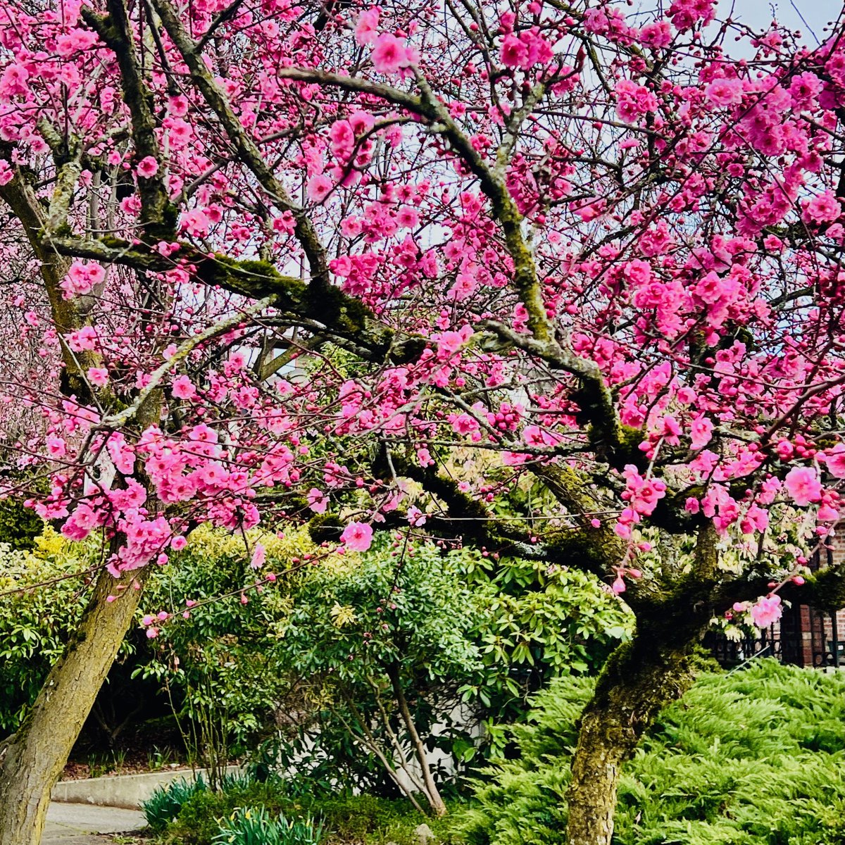 chadryan's tweet image. Seattleites, this time of year reminds us why we love our Emerald City. Blooming flowers, clear mountain views, and cool breezes off the Puget Sound - it's magical. Lucky to call Seattle our home! 🌟🌸🏙️ #SeattleLiving #PNW #EmeraldCity