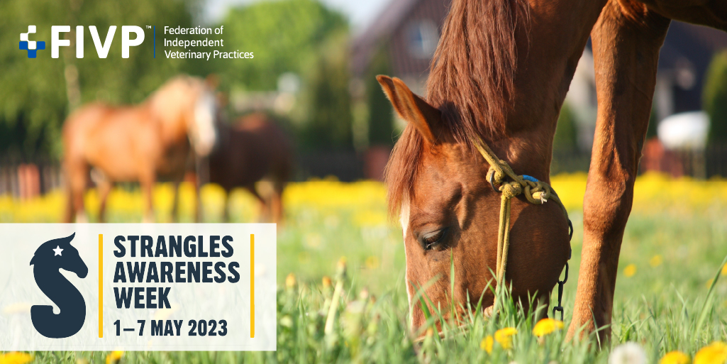 FedIVP's tweet image. It's Strangles Awareness Week...

During #SAW2023, owners are encouraged to take part in the #TempCheckChallenge, to get to know their horse's normal resting temperature #HotBeforeSnot