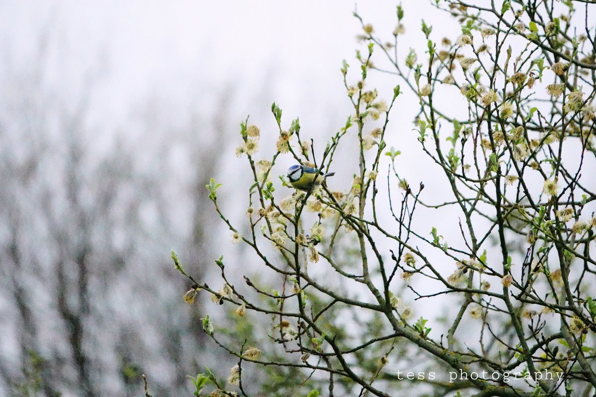 Tessa30358864's tweet image. Misty day in Scotland 

@Fotospeed 
#fotospeed #photography #sony #sonyrx10 #scotland