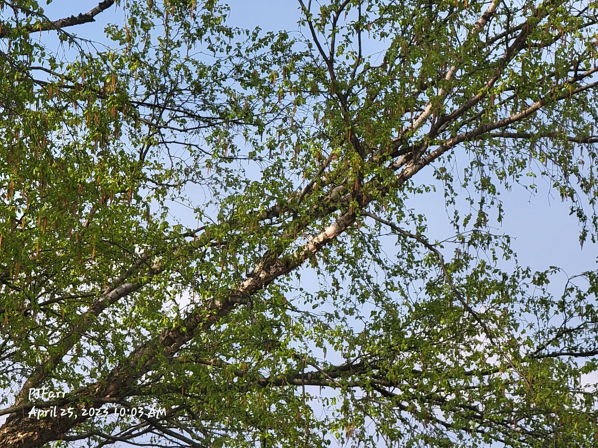 PeggyJoFarr2's tweet image. Tuesday morning greetings! I know, I am late; but have a good day! The sun is out and shining.
#lightreflections
#trees 
#tuesdaymorningvibes