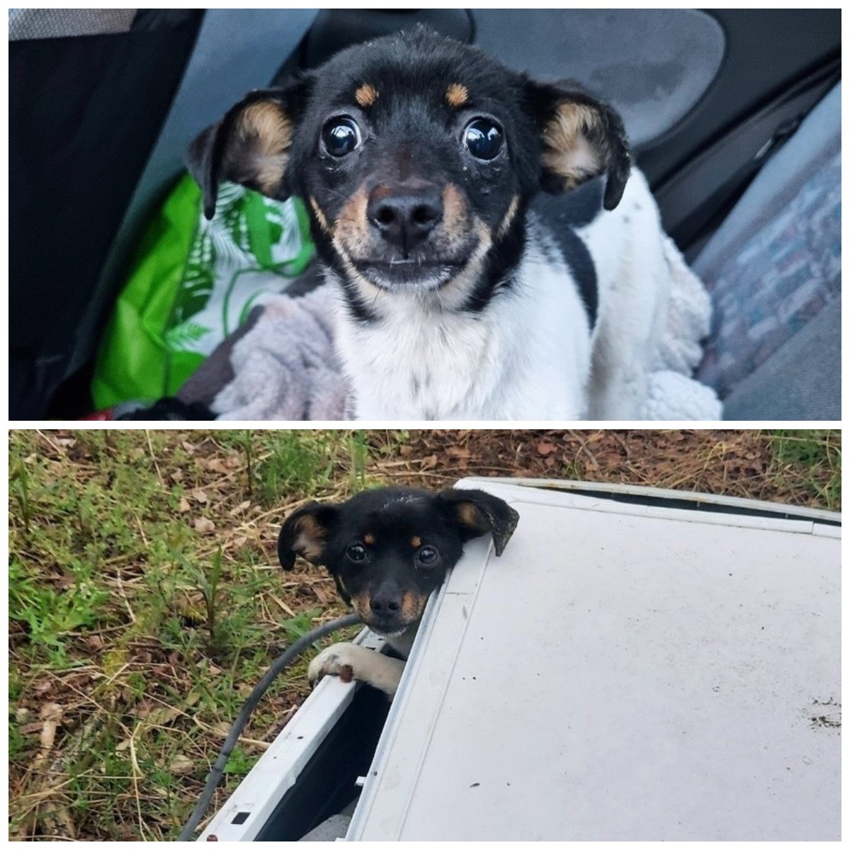 Proszę o RT🙏

Nie wiem jaki będzie zasięg posta, ale wierze, że znajdziemy tego zwyrodnialca!

Ktoś pod Wrocławiem zamknął psa w starej pralce i wyrzucił w lesie..💔
Pies znajdował się w bębnie pralki zamkniętym metalową pokrywą. Nie miał szans wydostać się o własnych siłach.
Z