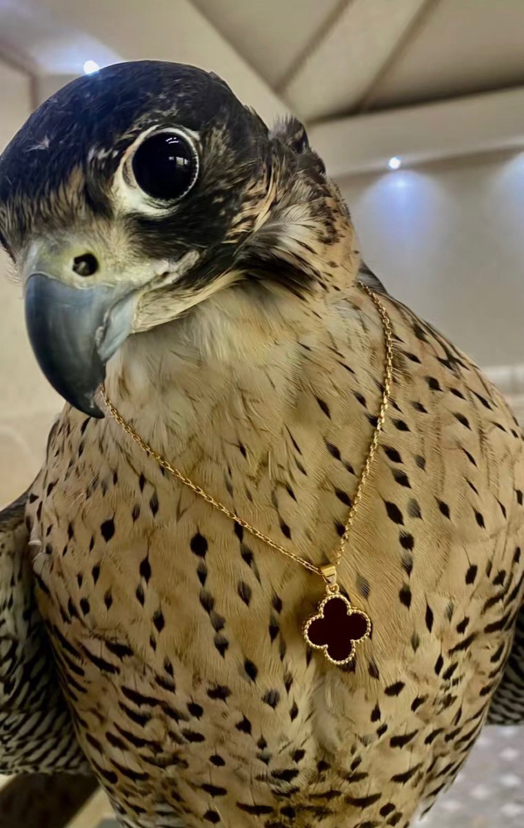 ابراهيم بن اديب العوهلي tweet media