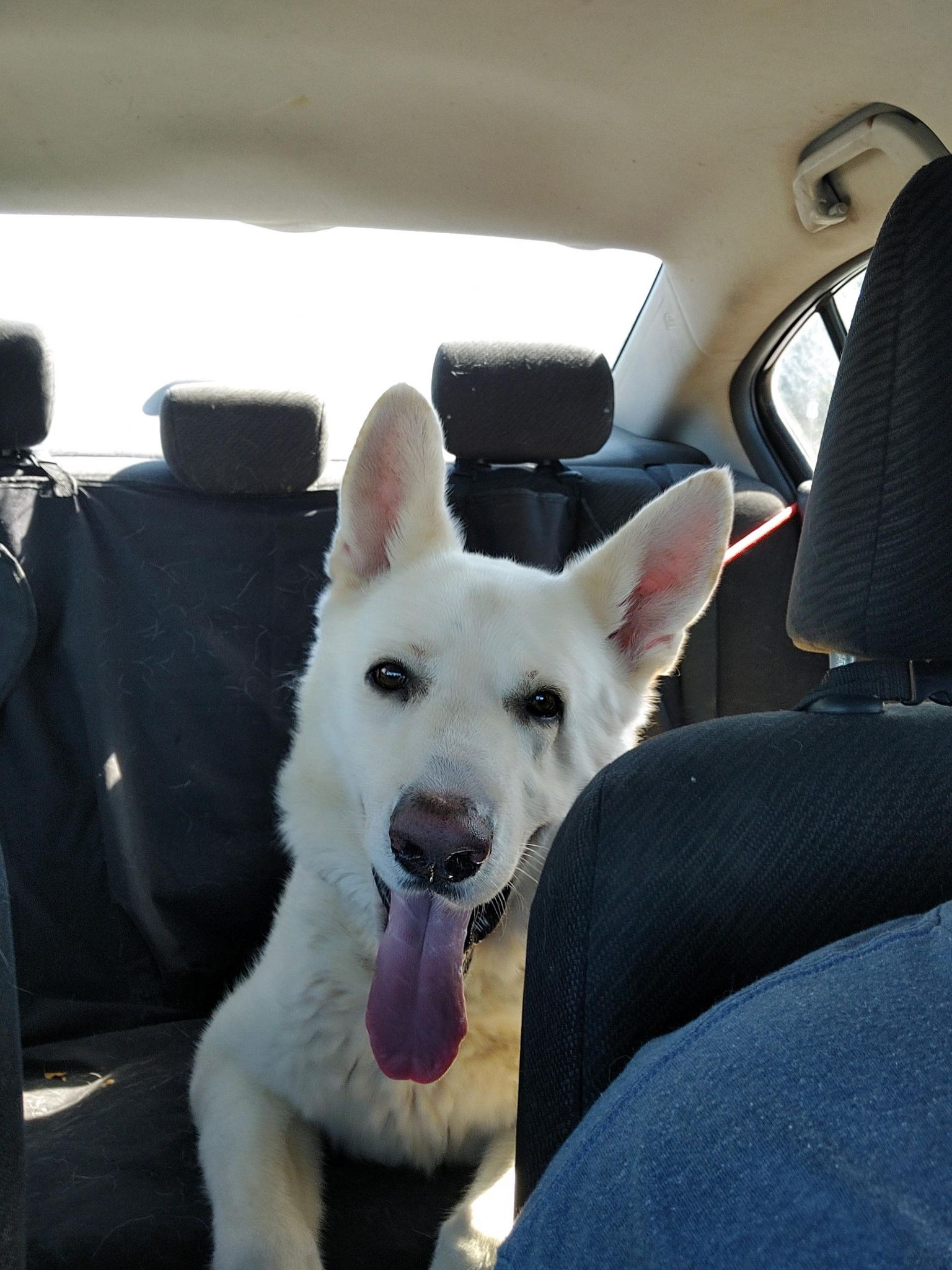 Do Dogs Need To Be Restrained In Cars In Ma