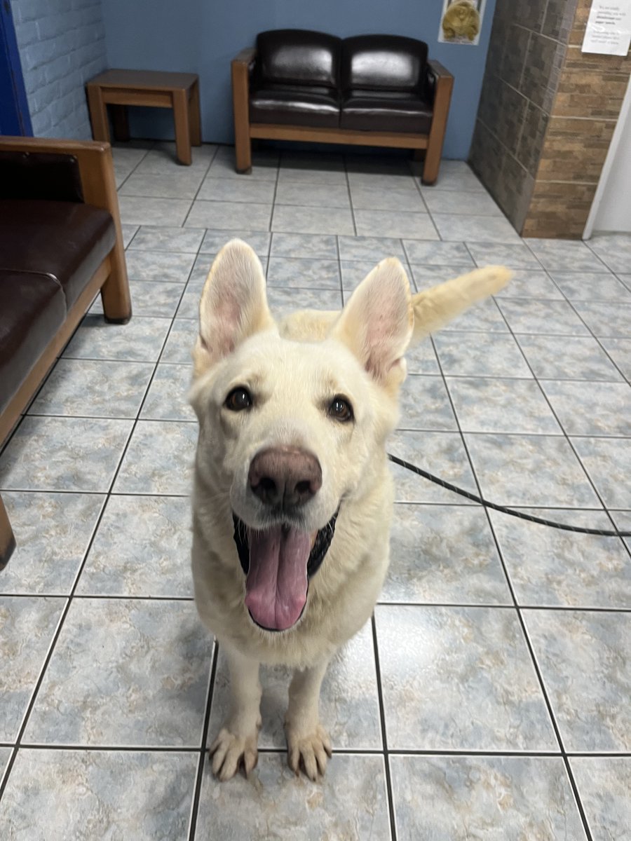 Miracle German Shepherd Dog Rescue of Maine on Twitter "King 4 is so